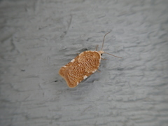 Acleris cervinana