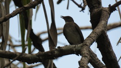 Turdus ignobilis debilis