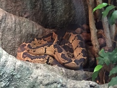 Lachesis melanocephala