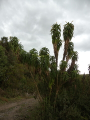 Siphocampylus giganteus