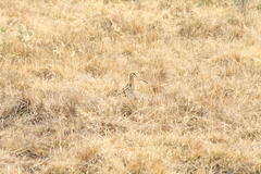 Gallinago magellanica