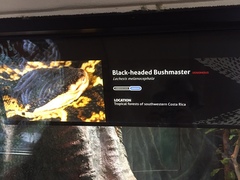 Lachesis melanocephala