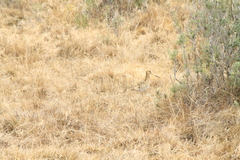Gallinago magellanica