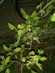 Senna obtusifolia