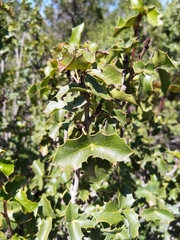 Berberis eutriphylla
