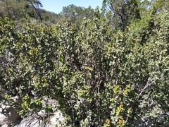 Berberis eutriphylla