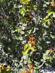 Berberis eutriphylla