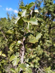 Berberis eutriphylla