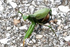 Mantis religiosa religiosa