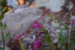 Salvia lemmonii