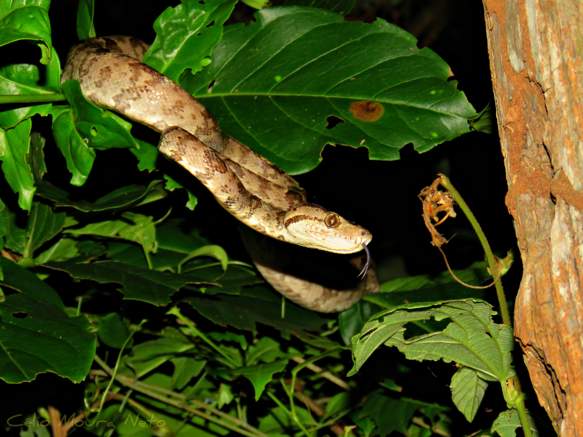 10 Facts About The Amazon Tree Boa Snake Radar