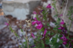 Salvia lemmonii