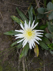 Hypochaeris sessiliflora