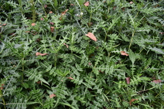 Acanthus montanus