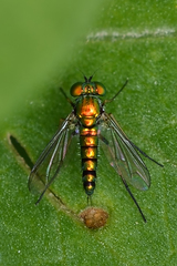 Condylostylus caudatus