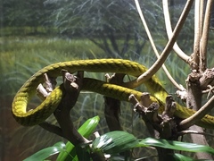 Dendroaspis viridis