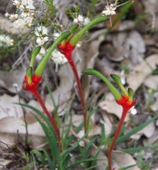 Anigozanthos bicolor