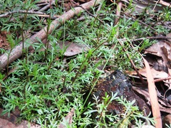 Brachyscome multifida