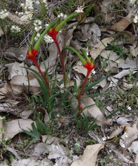 Anigozanthos bicolor