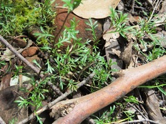 Brachyscome multifida