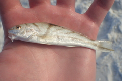 Menticirrhus saxatilis