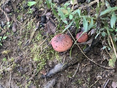 Russula