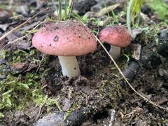 Russula