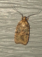 Agonopterix robiniella