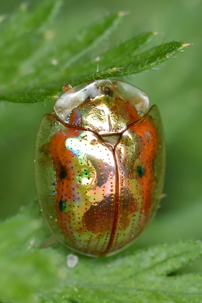 Golden Tortoise Beetle