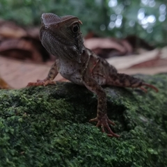 Enyalioides