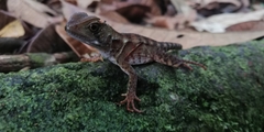 Enyalioides