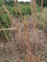 Sorghastrum