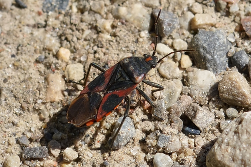 Small milkweed bug