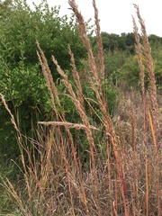 Sorghastrum