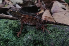 Enyalioides