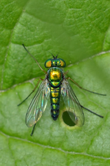 Condylostylus flavipes