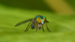 Condylostylus caudatus