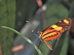 Mechanitis lysimnia nesaea