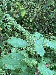 Perilla frutescens