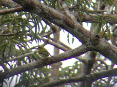Todirostrum chrysocrotaphum