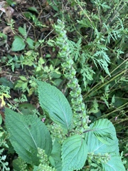 Perilla frutescens