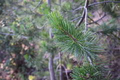 Pinus strobiformis