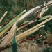 Mayetiola destructor - Photo (c) danielg1954, algunos derechos reservados (CC BY-NC), subido por danielg1954