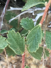 Holodiscus discolor glabrescens