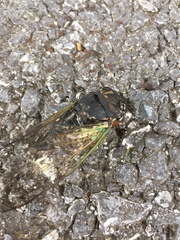 Neotibicen lyricen engelhardti