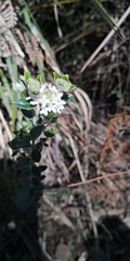 Pimelea nivea