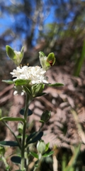 Pimelea nivea