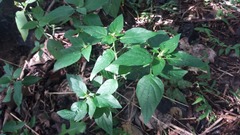 Dicliptera brachiata