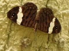 Ectima thecla