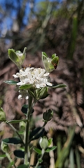 Pimelea nivea